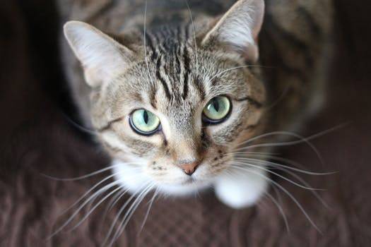 chat-retrouvé-dans-compartiment-voiture-newstrotteur