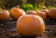 Le changement climatique menace d&#39;éradiquer les légumes sauvages essentiels de l&#39;humanité pumpkin patch wild main Uns 110x75